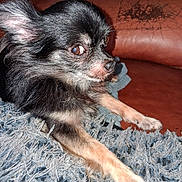 Moka a rejoint le concours — aidez-le/la à gagner de superbes lots ! animal, black_dog, blue_rug, brown_couch, chihuahua, cozy, dog, ears, eyes, fur, furniture, indoor, leather_couch, looking_away, paw, pet, resting, rug, small_dog, tan_dog