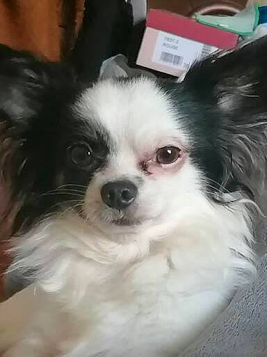 Nougat participe au concours pour gagner de l'argent avec cette photo : canidae, carnivore, companion_dog, corgi_chihuahua, dog, dog_breed, dog_supply, ear, eye, fawn, fur, non_sporting_group, papillon, pet_supply, snout, sporting_group, terrestrial_animal, toy_dog, whiskers, working_animal