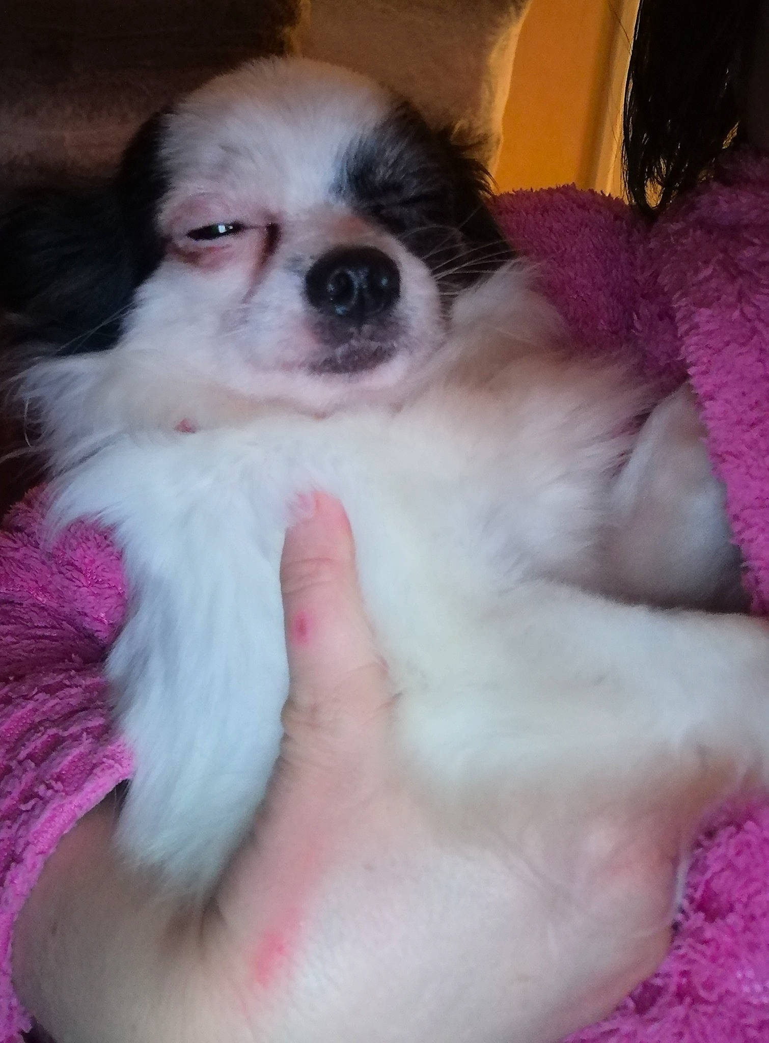 Nougat a rejoint le concours — aidez-le/la à gagner de superbes lots ! canidae, carnivore, companion_dog, dog, dog_breed, dog_supply, fawn, fur, liver, magenta, mal_shi, paw, pekingese, pink, snout, sporting_group, tibetan_spaniel, toy_dog, whiskers, working_animal