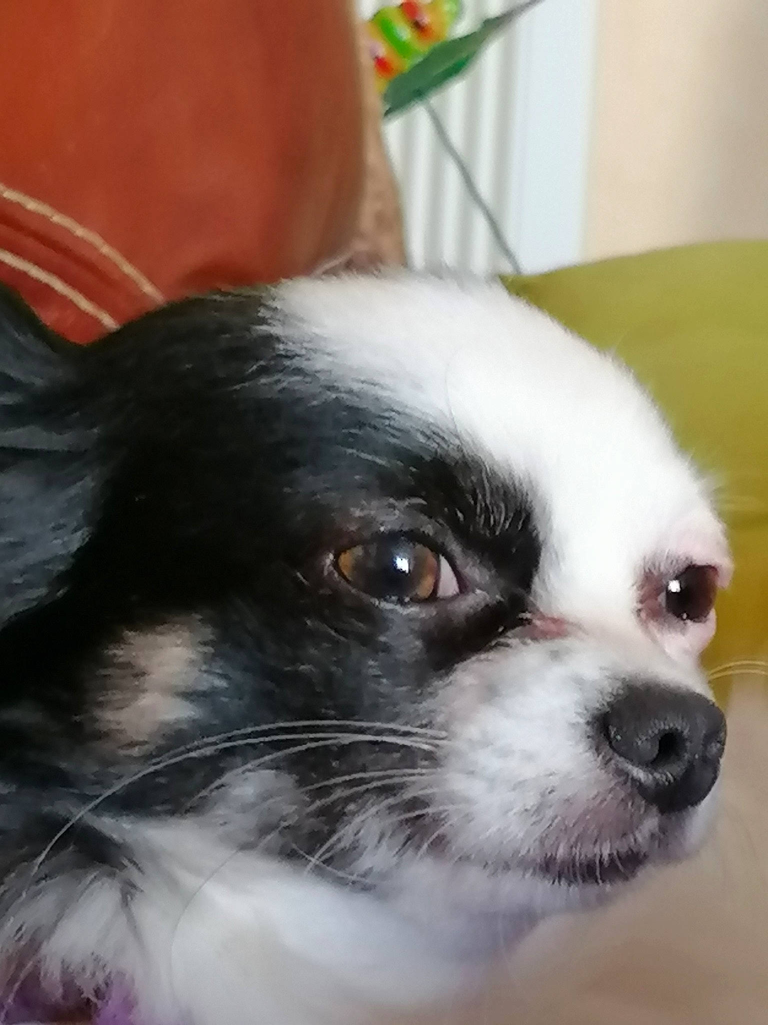 Nougat a rejoint le concours — aidez-le/la à gagner de superbes lots ! canidae, carnivore, companion_dog, dog, dog_breed, ear, eye, japanese_chin, mammal, nose, phalene, puppy, rare_breed_dog, snout, sporting_group, toy_dog, vertebrate, whiskers