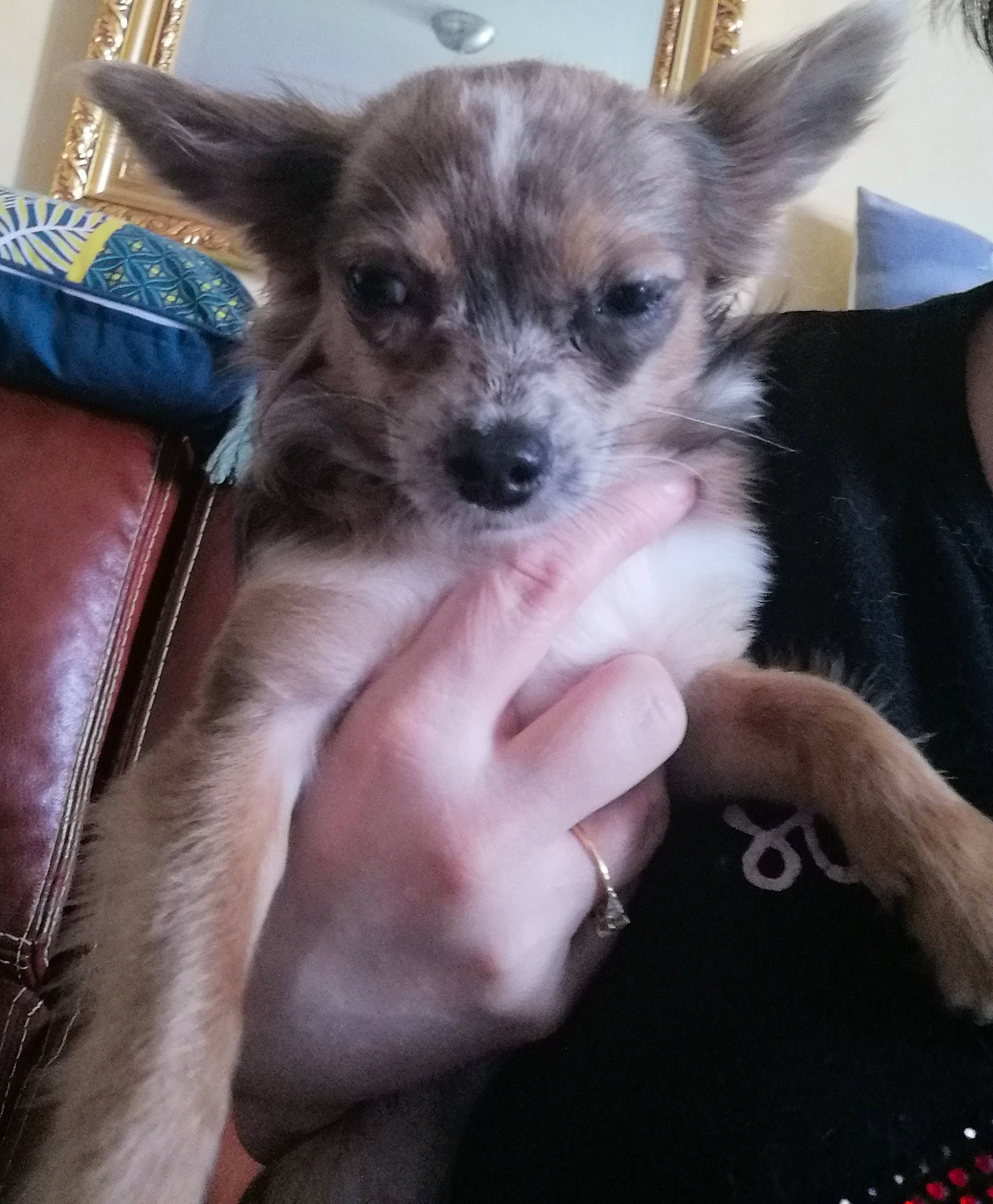 Choupette participe au concours pour gagner de l'argent avec cette photo : canidae, carnivore, chihuahua, companion_dog, dog, dog_breed, dog_supply, fawn, fur, nail, paw, small_terrier, sporting_group, toy_dog, whiskers, working_animal