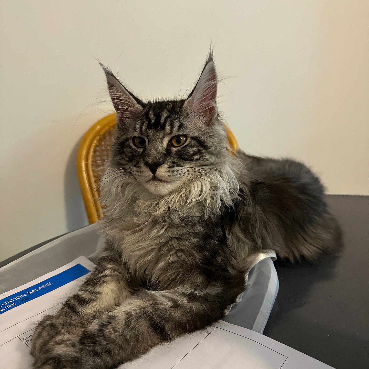 Kobe a rejoint le concours — aidez-le/la à gagner de superbes lots ! abyssinian, angora, animal, armchair, cat, chair, computer, couch, desk, electronics, furniture, hardwood, kitten, laptop, manx, pc, pet, plywood, table, wood