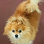 dog, pomeranian, fluffy, pet, animal, cute, fur, small_dog, looking_up, indoor, brown, cream, adorable, companion, curious, standing, tail, face, canine, domestic_animal
