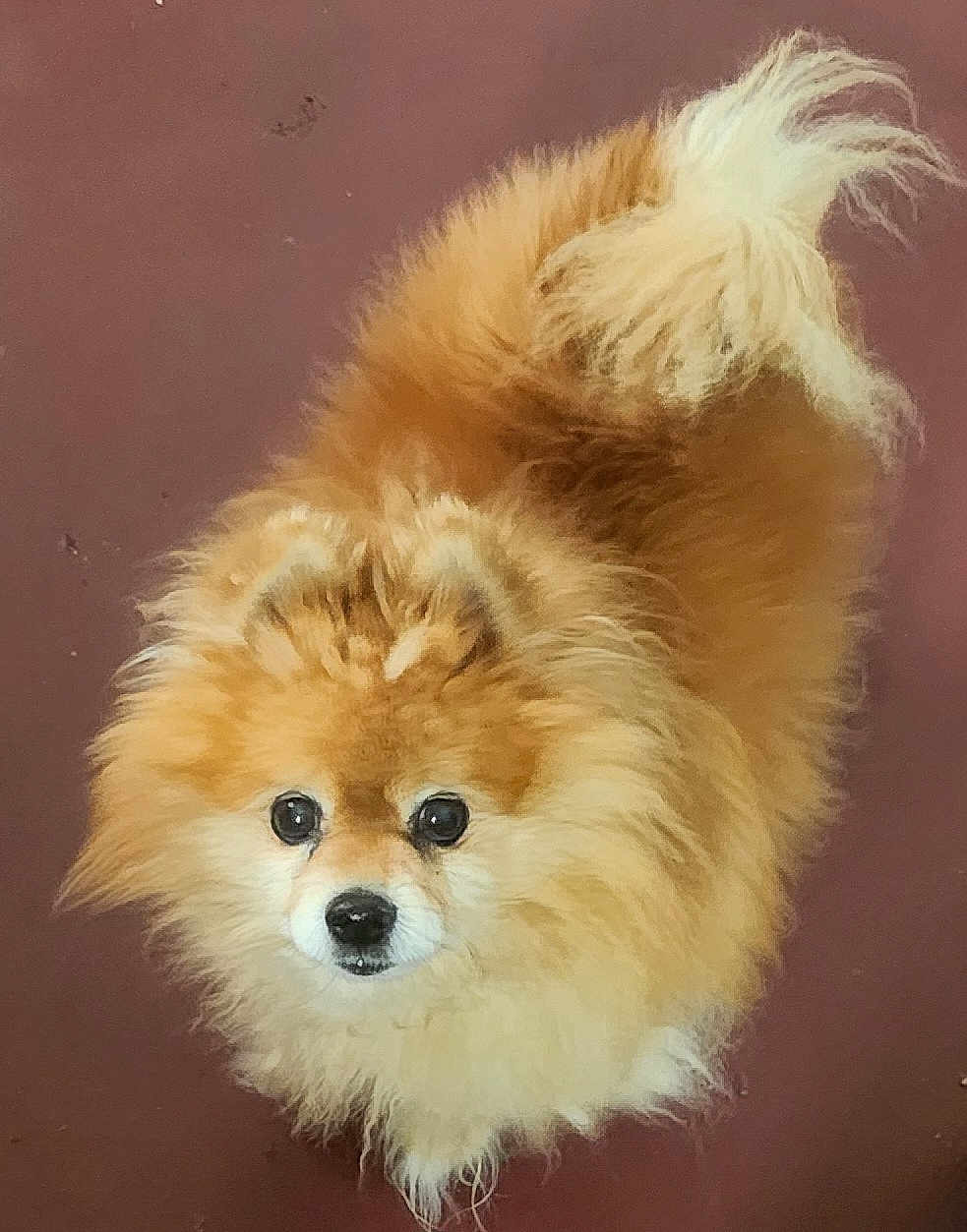 Misty joined the competition — help win amazing prizes! dog, pomeranian, fluffy, pet, animal, cute, fur, small_dog, looking_up, indoor, brown, cream, adorable, companion, curious, standing, tail, face, canine, domestic_animal