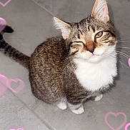 Mai joined the competition — help win amazing prizes! adorable, animal, cat, close_up, cute, ears, feline, floor, heart_overlay, indoor, pet, pink_hearts, playful, sitting, tabby_cat, tail, tile_floor, whiskers, white_paws, winking