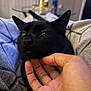 black_cat, cat, pet, animal, hand, scratching, cozy, indoor, blanket, soft, close_up, fur, relaxation, content, feline, whiskers, ears, comfort, domestic, blurred_background