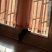 Sasha joined the competition — help win amazing prizes! cat, black_cat, curtains, window, sunlight, shadow, wooden_floor, indoor, pet, curious, stretching, home, cozy, orange_curtains, playful, sunny, silhouette, light, fabric, animal