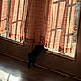 cat, black_cat, curtains, window, sunlight, shadow, wooden_floor, indoor, pet, curious, stretching, home, cozy, orange_curtains, playful, sunny, silhouette, light, fabric, animal