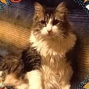 Bella joined the competition — help win amazing prizes! cat, feline, long_hair, pet, sitting, portrait, indoor, whiskers, paws, fur, domestic_cat, looking_at_camera, cozy, blanket, cushion, decorative_frame, confetti, brown_white, relaxed, home