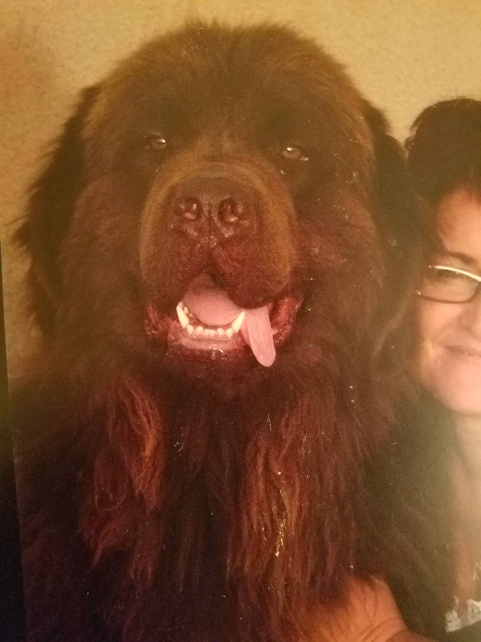 Bouba participe au concours pour gagner de l'argent avec cette photo : ancient_dog_breeds, canidae, carnivore, caucasian_shepherd_dog, companion_dog, dog, dog_breed, giant_dog_breed, newfoundland, nose, snout, sporting_group