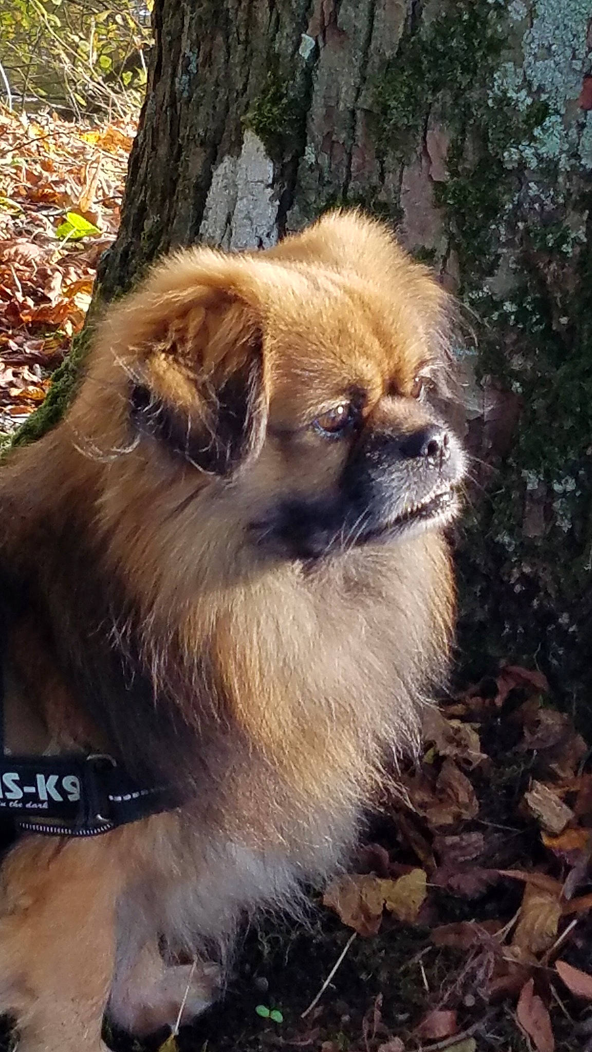 Jazz participe au concours pour gagner de l'argent avec cette photo : ancient_dog_breeds, canidae, carnivore, chinese_imperial_dog, companion_dog, dog, dog_breed, fawn, fur, japanese_chin, liver, mammal, pekingese, plant, snout, sporting_group, tibetan_spaniel, toy_dog, vertebrate, whiskers