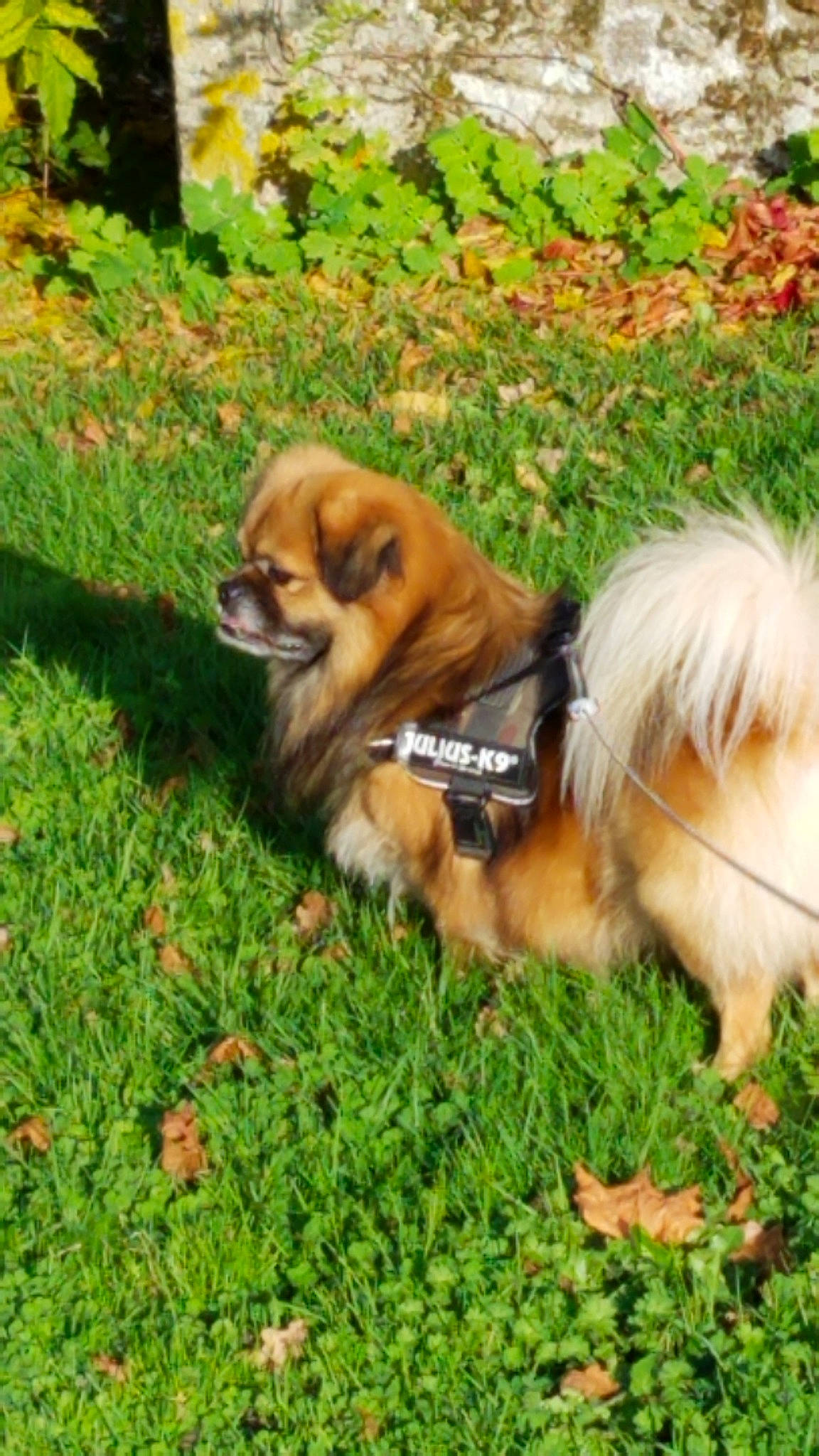 Jazz a rejoint le concours — aidez-le/la à gagner de superbes lots ! ancient_dog_breeds, canidae, carnivore, companion_dog, dog, dog_breed, fawn, german_spitz_klein, grass, mammal, non_sporting_group, pomeranian, puppy, rare_breed_dog, shih_tzu, sporting_group, tibetan_spaniel, toy_dog, vertebrate