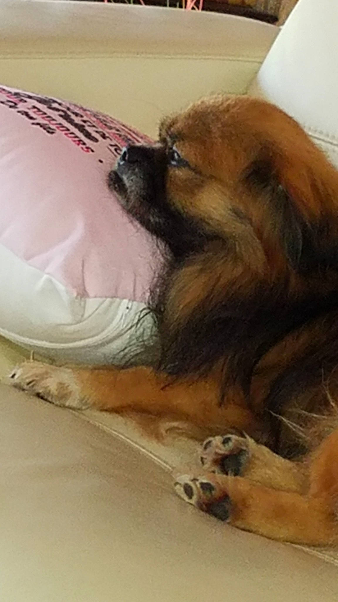 Jazz a rejoint le concours — aidez-le/la à gagner de superbes lots ! canidae, carnivore, companion_dog, dog, dog_breed, fur, puppy_love, snout, sporting_group, tibetan_spaniel