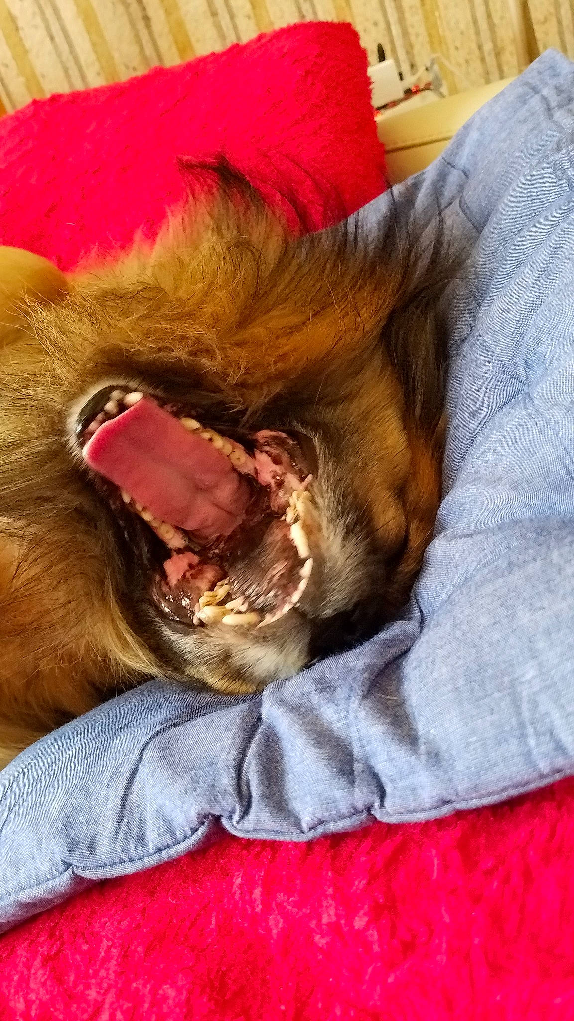 Jazz participe au concours pour gagner de l'argent avec cette photo : canidae, carnivore, companion_dog, dog, dog_breed, ear, facial_expression, fur, mouth, nap, puppy, puppy_love, sleep, snout, sporting_group, yawn