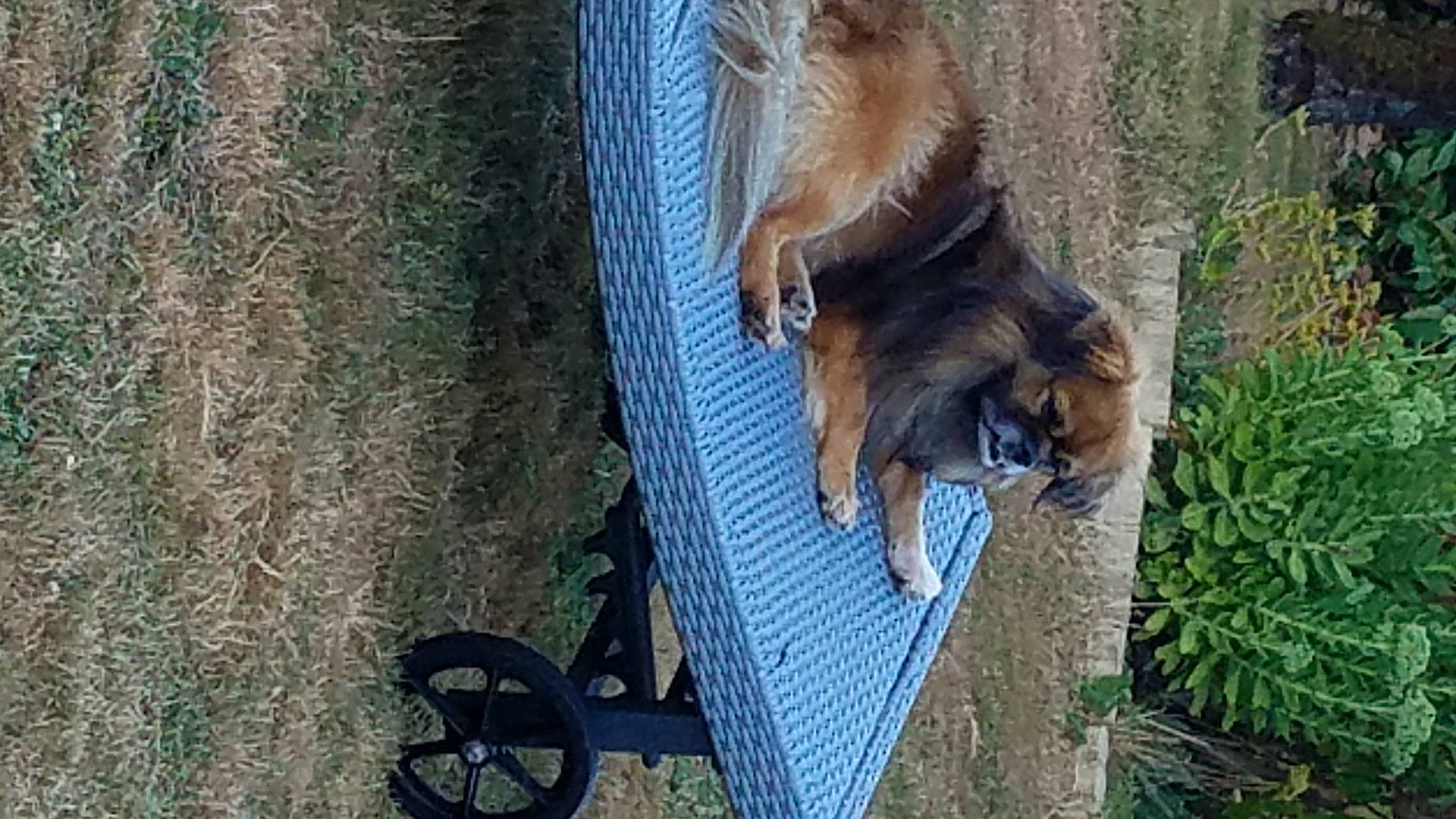 Ijazz a rejoint le concours — aidez-le/la à gagner de superbes lots ! canidae, carnivore, cat, dog, dog_breed, fawn, felidae, fur, german_shepherd_dog, small_to_medium_sized_cats, tail