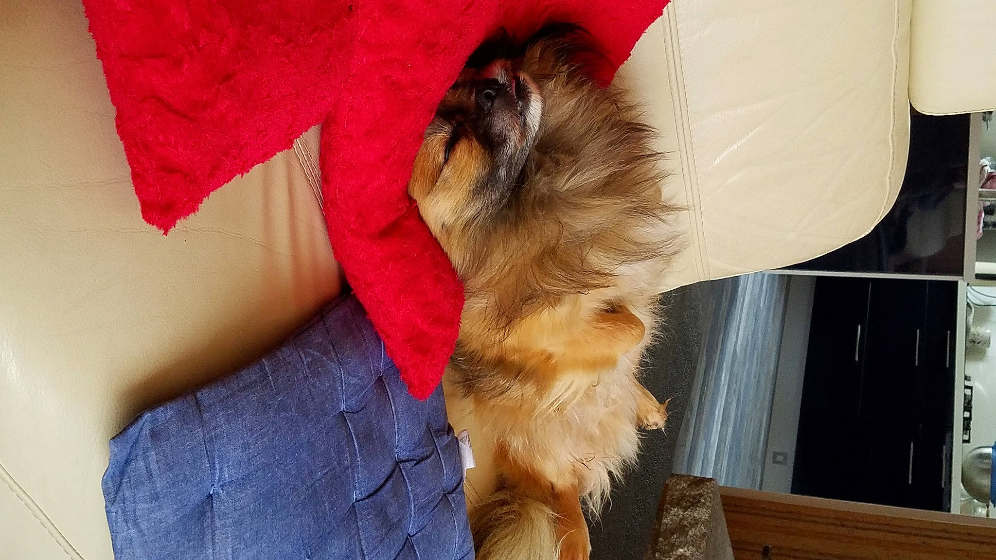 Ijazz a rejoint le concours — aidez-le/la à gagner de superbes lots ! canidae, carnivore, companion_dog, dog, dog_breed, fawn, fur, mammal, pomeranian, puppy, sporting_group, tibetan_spaniel