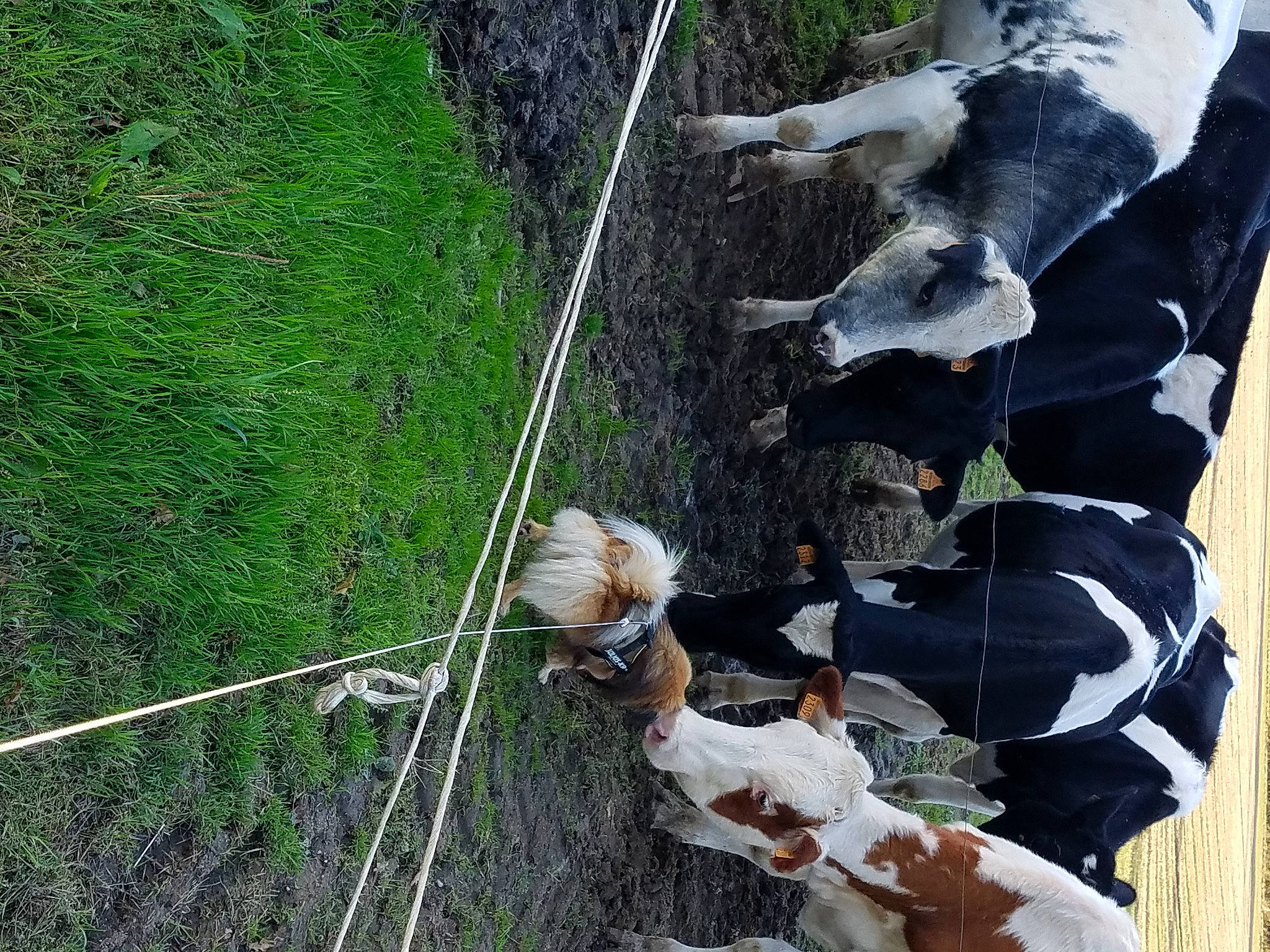 Ijazz participe au concours pour gagner de l'argent avec cette photo : adventure, canidae, sporting_group