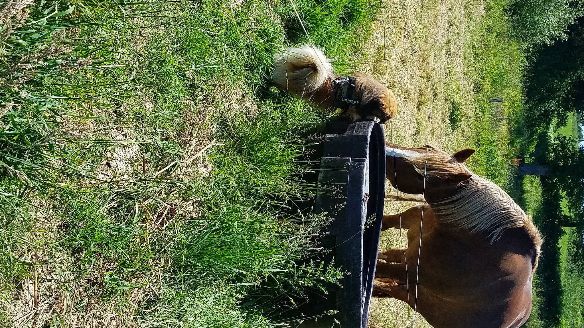Ijazz participe au concours pour gagner de l'argent avec cette photo : adaptation, fawn, grass, grizzly_bear, plant, wildlife, zoo