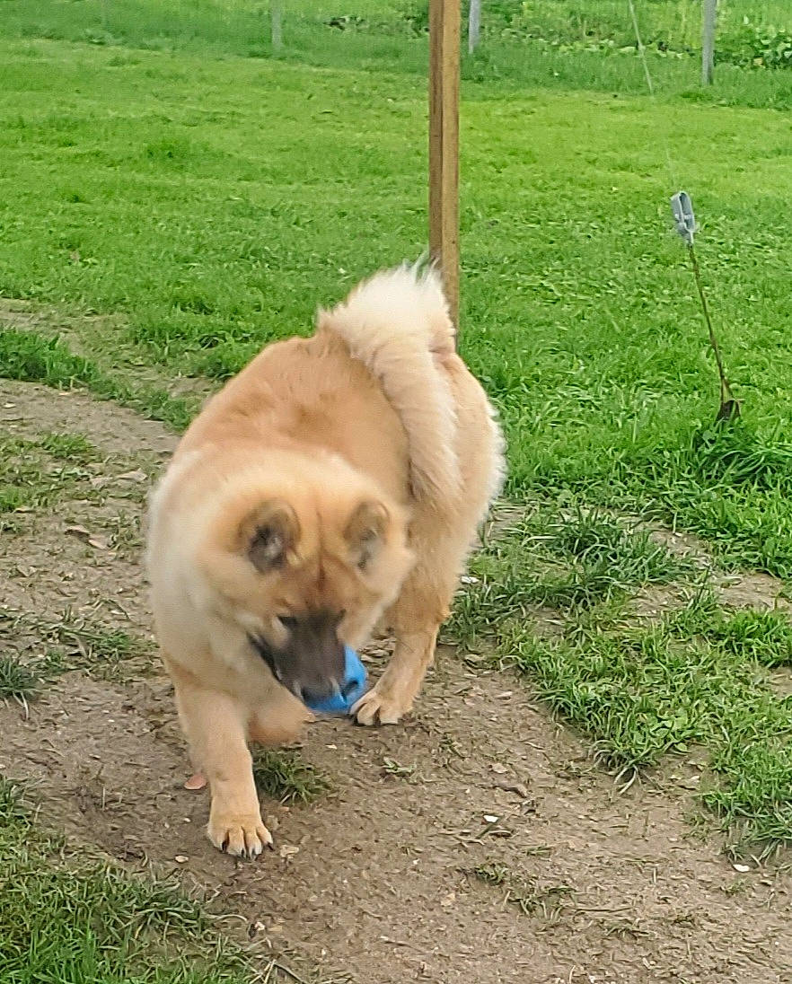 Tango a rejoint le concours — aidez-le/la à gagner de superbes lots ! ancient_dog_breeds, canidae, carnivore, companion_dog, dog, dog_breed, fawn, grass, non_sporting_group, plant, sporting_group, tail, working_animal, working_dog