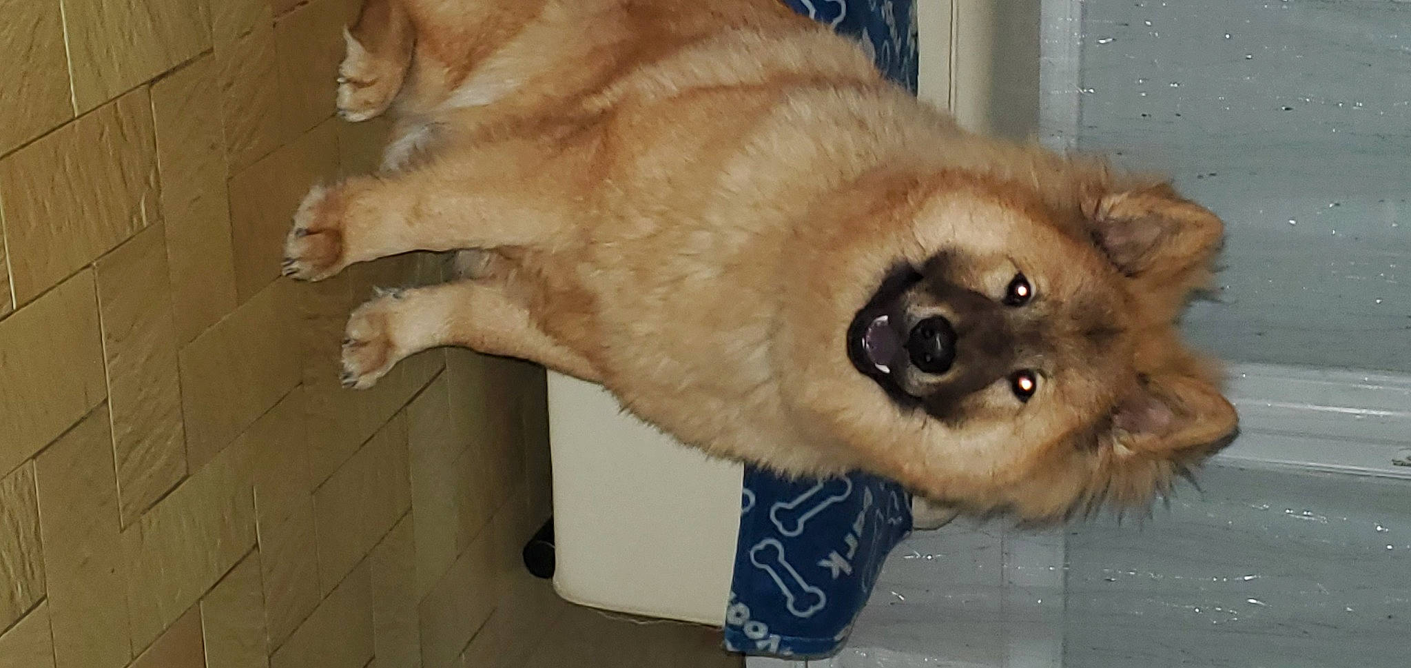 Tango a rejoint le concours — aidez-le/la à gagner de superbes lots ! ancient_dog_breeds, canidae, carnivore, companion_dog, dog, dog_breed, fawn, fur, german_spitz, german_spitz_klein, non_sporting_group, paw, small_greek_domestic_dog, snout, spitz, sporting_group, tail, terrestrial_animal, whiskers, working_animal