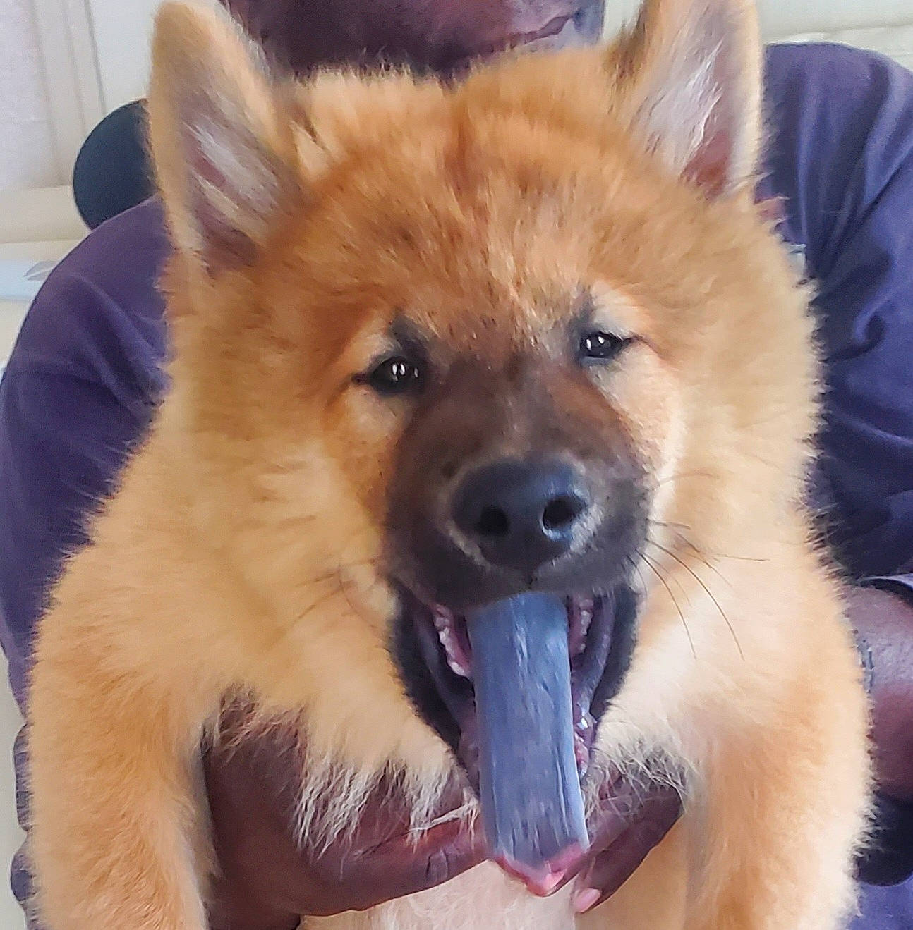 Tango participe au concours pour gagner de l'argent avec cette photo : ancient_dog_breeds, canidae, carnivore, collar, companion_dog, dog, dog_breed, fawn, fur, liver, non_sporting_group, snout, spitz, sporting_group, whiskers, working_animal, working_dog