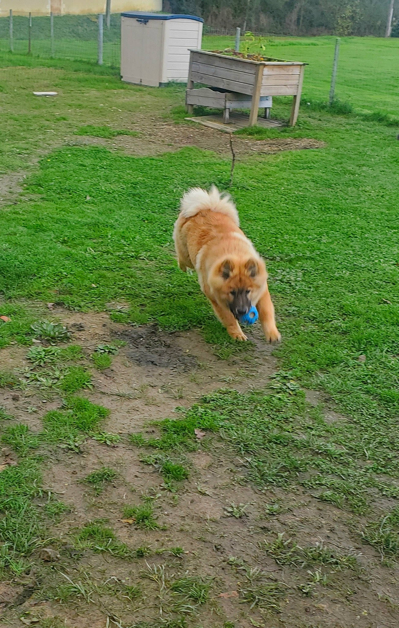 Tango participe au concours pour gagner de l'argent avec cette photo : backyard, bench, carnivore, chair, companion_dog, dog, dog_breed, fawn, fence, garden, grass, grassland, landscape, lawn, outdoor_furniture, plant, soil, tail, tree, yard