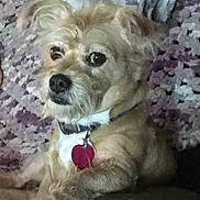 George is registered to the contest to win money with this photo: dog, canine, pet, collar, heart_tag, scruffy, fur, couch, blanket, purple, white, indoor, relaxed, animal, companion, cute, looking, ears, snout, portrait