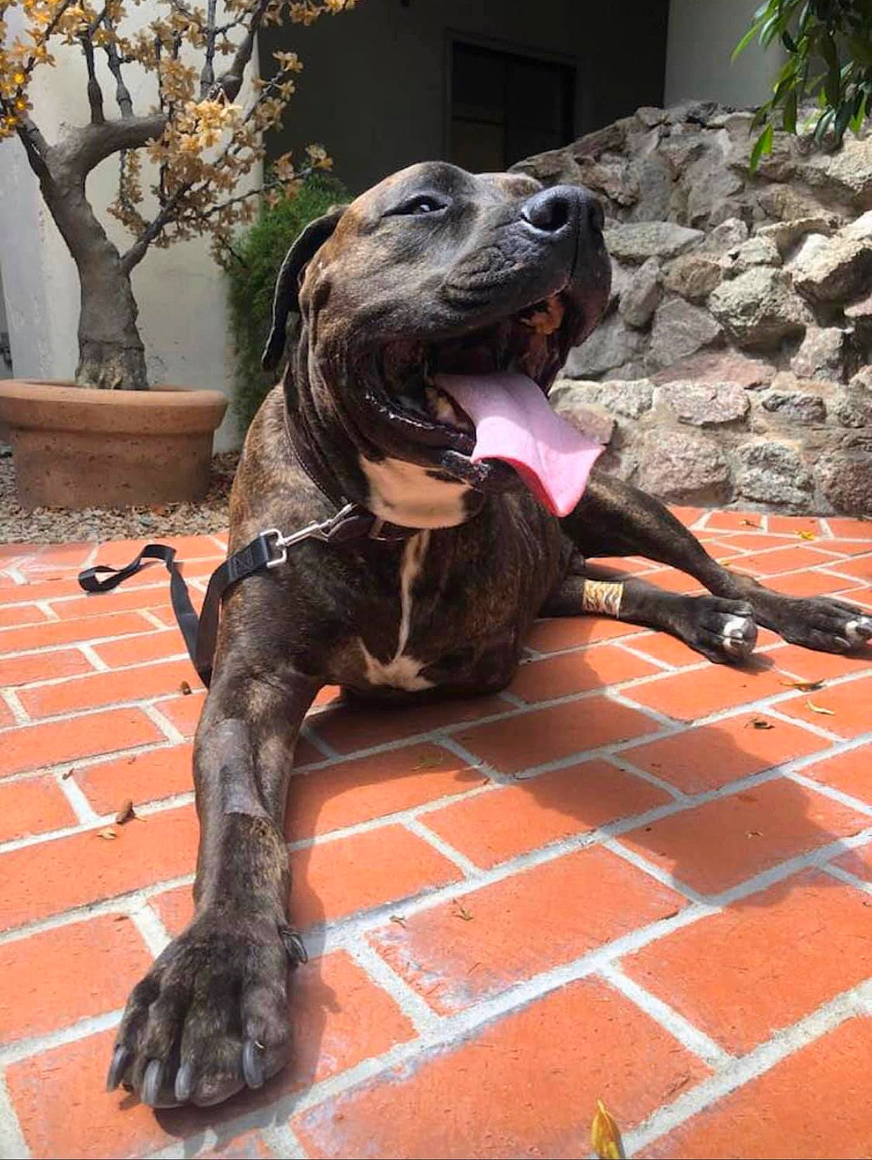 Bear is registered to the contest to win money with this photo: alano_espanol, alaunt, bandog, canidae, carnivore, dog, dog_breed, dogo_sardesco, fawn, fila_brasileiro, great_dane, guard_dog, mammal, non_sporting_group, perro_de_presa_canario, plott_hound, sporting_group, treeing_tennessee_brindle, vertebrate