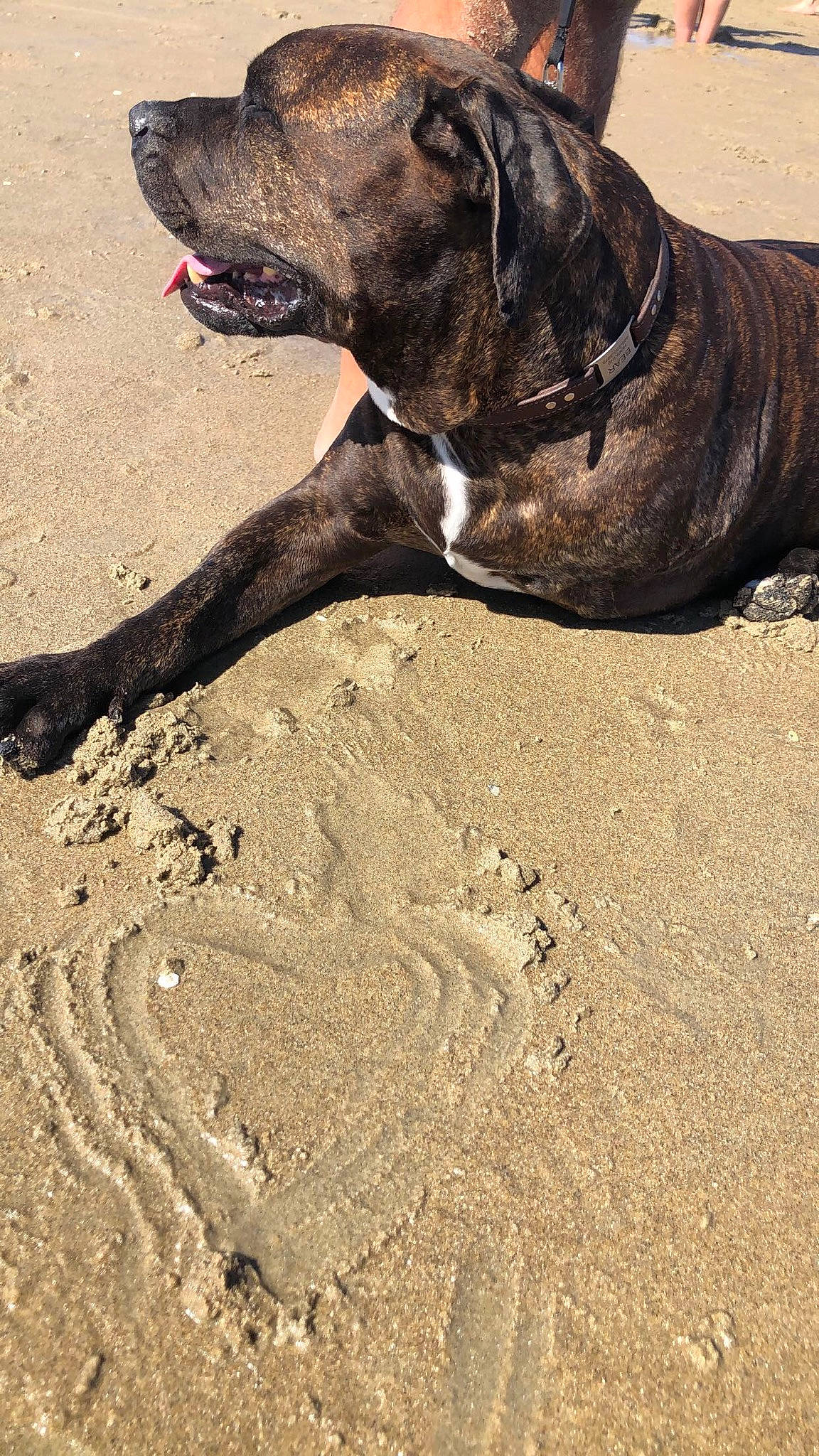 Bear is registered to the contest to win money with this photo: alano_espanol, alaunt, american_bulldog, american_pit_bull_terrier, american_staffordshire_terrier, bandog, boerboel, bullmastiff, cane_corso, canidae, carnivore, dog, dog_breed, mammal, molosser, olde_english_bulldogge, perro_de_presa_canario, perro_de_presa_mallorquin, sporting_group, working_dog