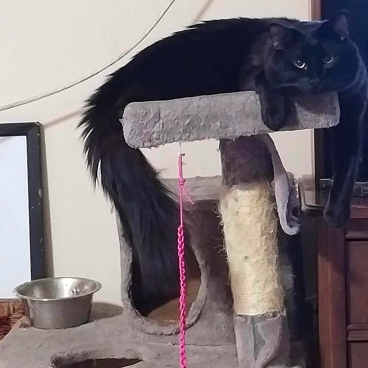 Vader joined the competition — help win amazing prizes! art, carnivore, cat, cat_supply, dog_breed, domestic_short_haired_cat, door, felidae, fur, gas, natural_material, pet_supply, picture_frame, room, serveware, small_to_medium_sized_cats, snout, tail, visual_arts, whiskers
