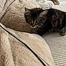 Lady participe au concours pour gagner de l'argent avec cette photo : kitten, cat, couch, blanket, furniture, cozy, pet, indoor, curious, fur, striped, animal, resting, soft, cable, texture, home, comfort, small, alert