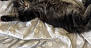 Lady a rejoint le concours — aidez-le/la à gagner de superbes lots ! cat, tabby, pet, animal, feline, lying_down, stretched_out, blanket, polka_dot, cozy, resting, indoor, cute, relaxed, fur, whiskers, paws, bed, soft, sleepy