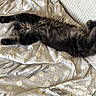 cat, tabby, pet, animal, feline, lying_down, stretched_out, blanket, polka_dot, cozy, resting, indoor, cute, relaxed, fur, whiskers, paws, bed, soft, sleepy