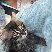 Lady a rejoint le concours — aidez-le/la à gagner de superbes lots ! cat, kitten, tabby, blanket, blue_blanket, person, bracelets, hand, white_shirt, fur, indoor, cozy, cute, pet, animal, resting, closeup, soft_texture, relaxed, companion