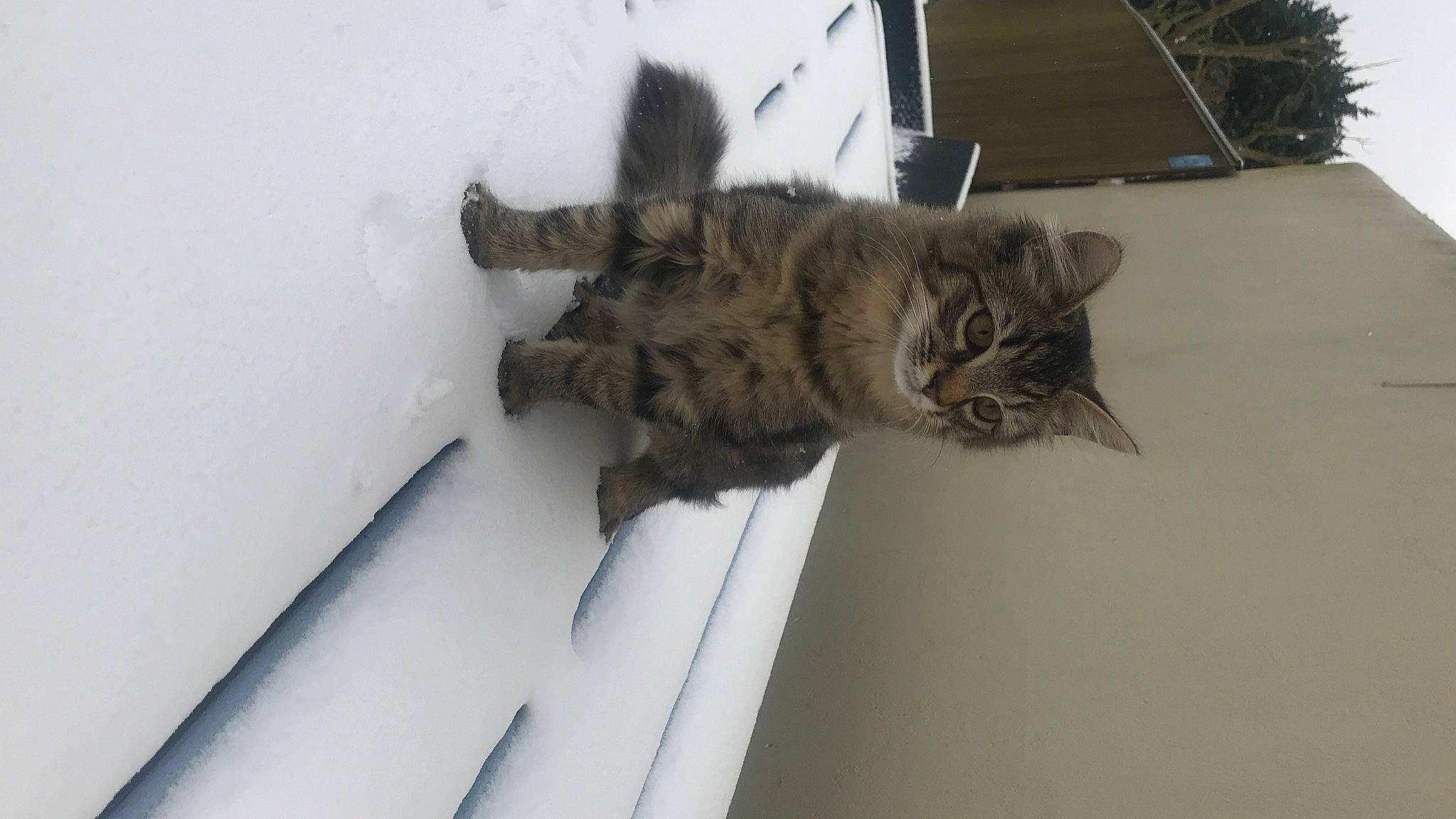 Rhapsody a rejoint le concours — aidez-le/la à gagner de superbes lots ! carnivore, cat, claw, domestic_short_haired_cat, fawn, felidae, fur, paw, small_to_medium_sized_cats, snout, tail, terrestrial_animal, tree, whiskers, window, winter, wood