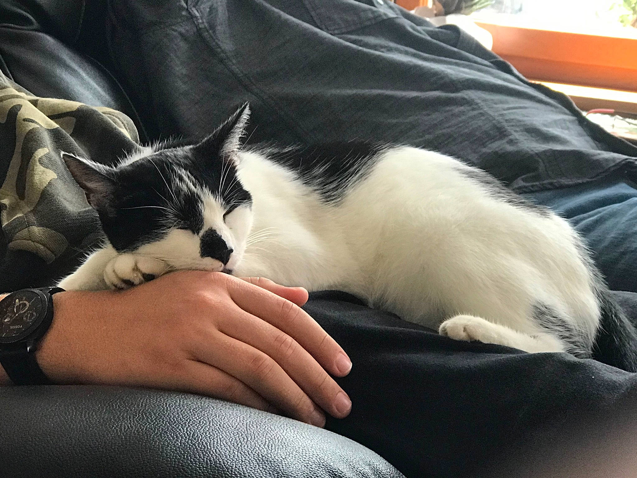 Paprika a rejoint le concours — aidez-le/la à gagner de superbes lots ! canidae, carnivore, cat, comfort, companion_dog, ear, felidae, fur, furniture, kitten, lap, leg, nap, small_to_medium_sized_cats, whiskers