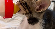 Leyley participe au concours pour gagner de l'argent avec cette photo : kitten, cat, baby_bottle, drinking, bed, blanket, fur, paw, indoor, cute, pet, animal, young, tabby, white, black, small, cozy, resting, domestic