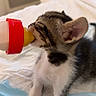 kitten, cat, baby_bottle, drinking, bed, blanket, fur, paw, indoor, cute, pet, animal, young, tabby, white, black, small, cozy, resting, domestic