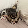 kitten, cat, sleeping, tabby, pet, animal, cute, feline, pillow, bed, resting, cozy, fur, whiskers, indoor, soft, nap, young, adorable, domestic