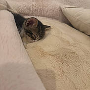 Leyley a rejoint le concours — aidez-le/la à gagner de superbes lots ! kitten, sleeping, blanket, cozy, soft, cute, indoor, fur, nap, pet, animal, relaxing, closeup, warm, comfort, rest, feline, small, adorable, domestic