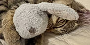 Ace a rejoint le concours — aidez-le/la à gagner de superbes lots ! cat, tabby, sleeping, stuffed_toy, bunny, plush, bed, quilt, cozy, pet, fur, animal, resting, cute, indoor, soft, cuddling, peaceful, relaxed, nap