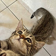 Ace participe au concours pour gagner de l'argent avec cette photo : cat, tabby, pet, curious, whiskers, indoor, animal, feline, closeup, floor, tile, wall, playful, cute, young, paw, fur, looking_up, domestic, mammal