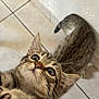 cat, tabby, pet, curious, whiskers, indoor, animal, feline, closeup, floor, tile, wall, playful, cute, young, paw, fur, looking_up, domestic, mammal