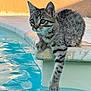 kitten, cat, tabby, water, pool, paw, edge, outdoor, sunlight, curious, animal, pet, young, feline, whiskers, ears, reflection, blue, texture, playful