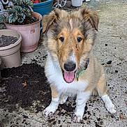 Sammy is registered to the contest to win money with this photo: puppy, dog, dirt, soil, plants, flower_pots, concrete, outdoor, garden, happy, messy, pet, collar, tongue_out, playful, young_dog, green_collar, fur, ears, smiling