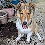 puppy, dog, dirt, soil, plants, flower_pots, concrete, outdoor, garden, happy, messy, pet, collar, tongue_out, playful, young_dog, green_collar, fur, ears, smiling