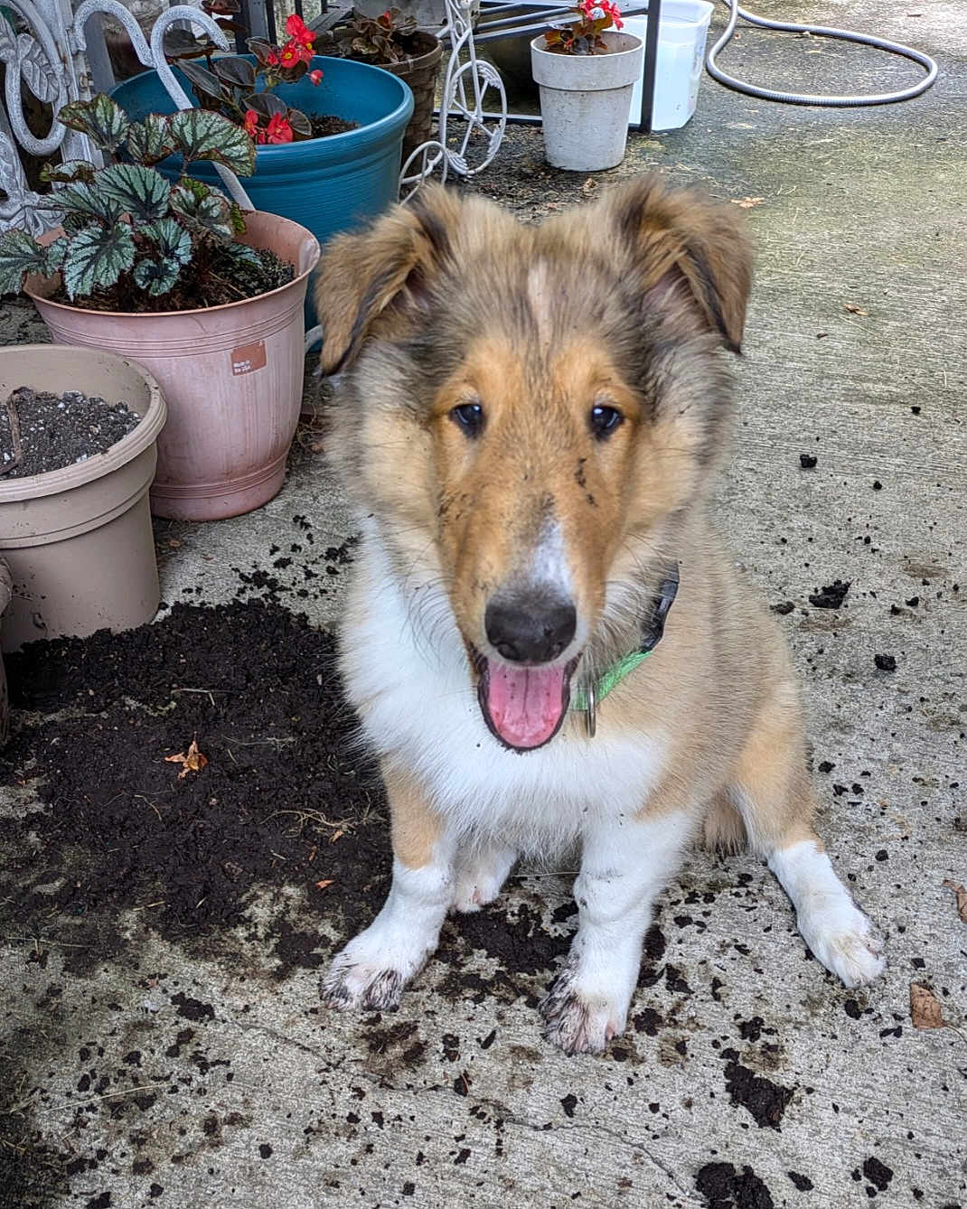 Sammy