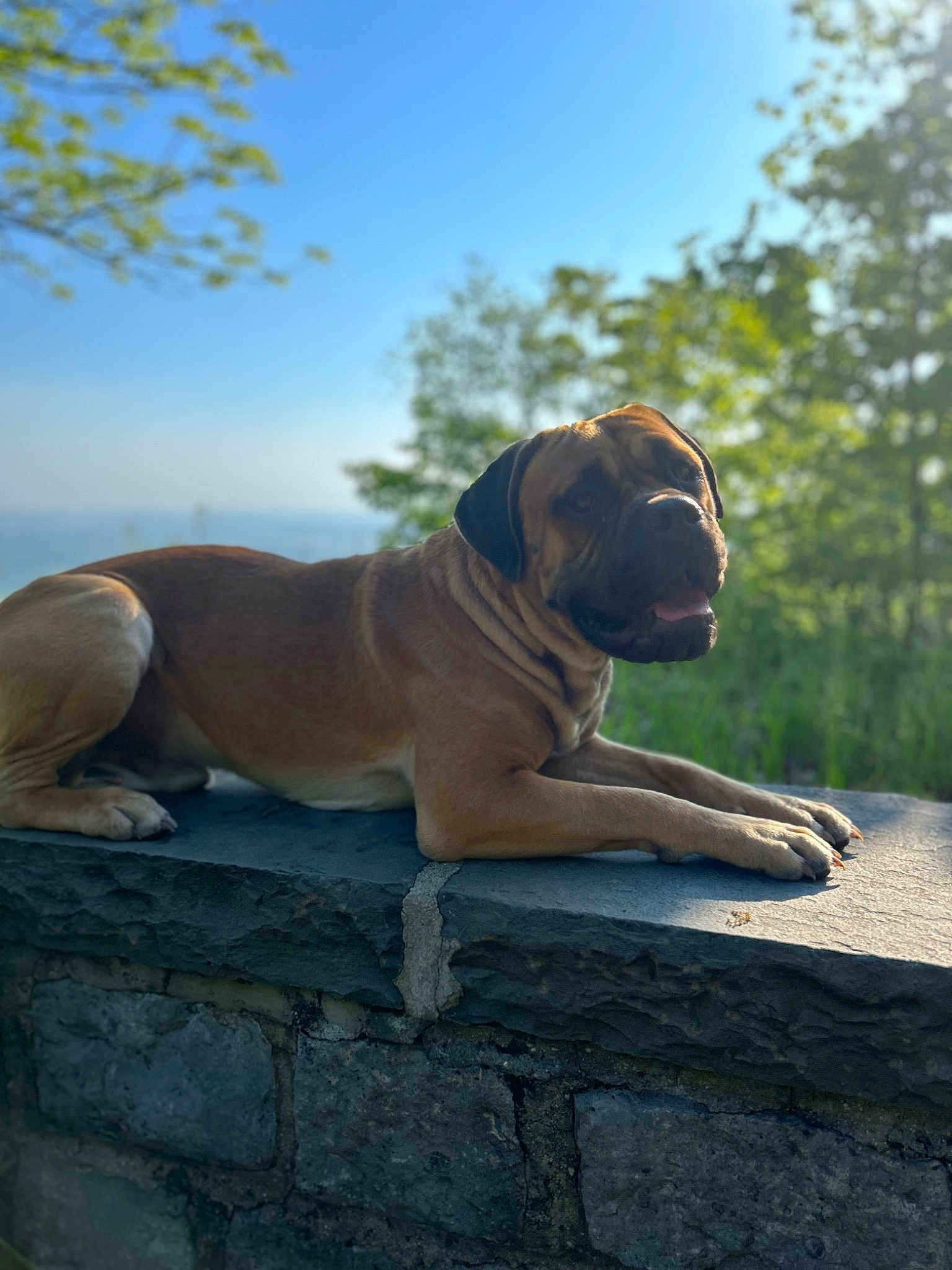 Apollo