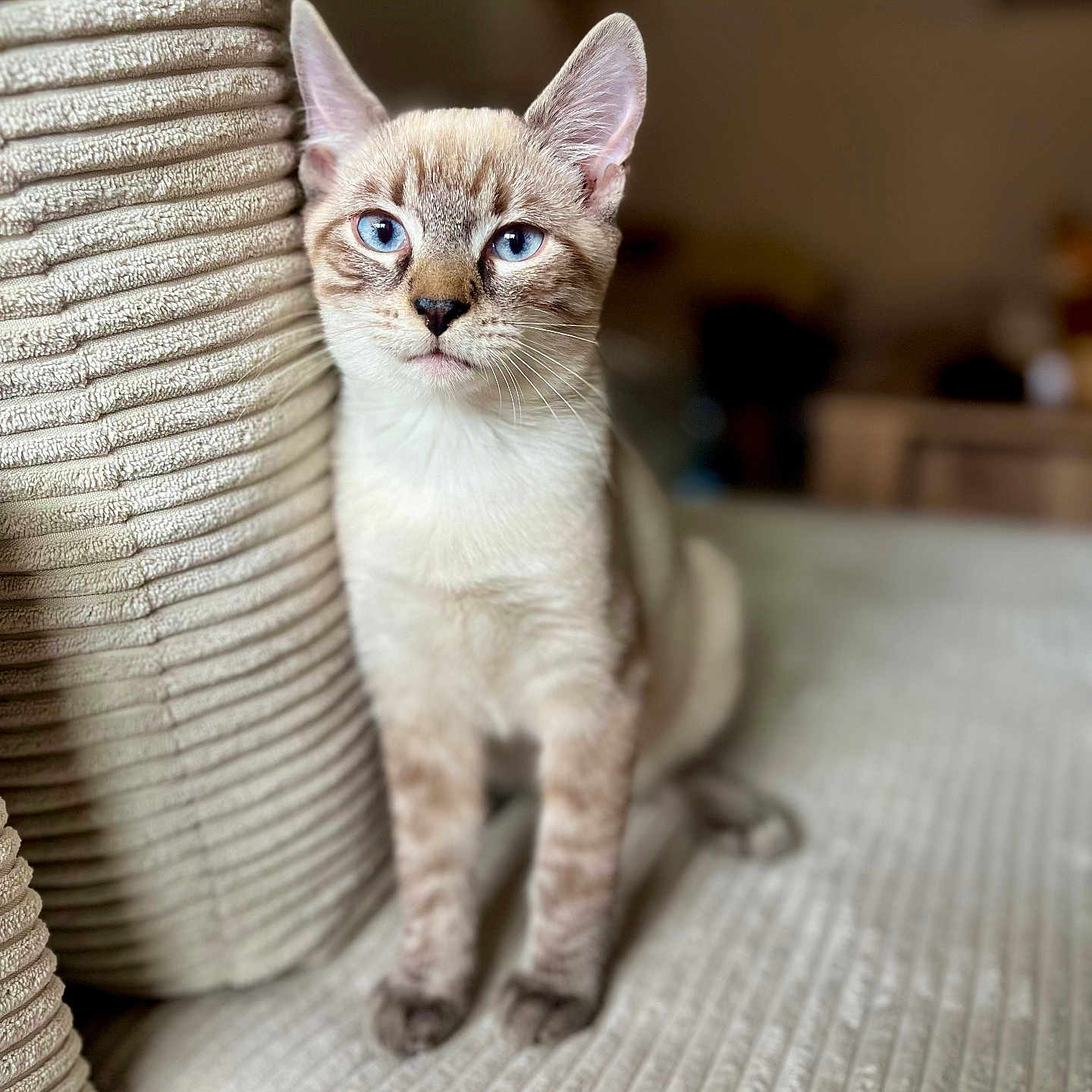 Snow participe au concours pour gagner de l'argent avec cette photo : animal, beige, blue_eyes, cat, closeup, couch, cozy, domestic, ears, feline, fur, home, indoor, pet, portrait, relaxed, sitting, soft_light, texture, whiskers