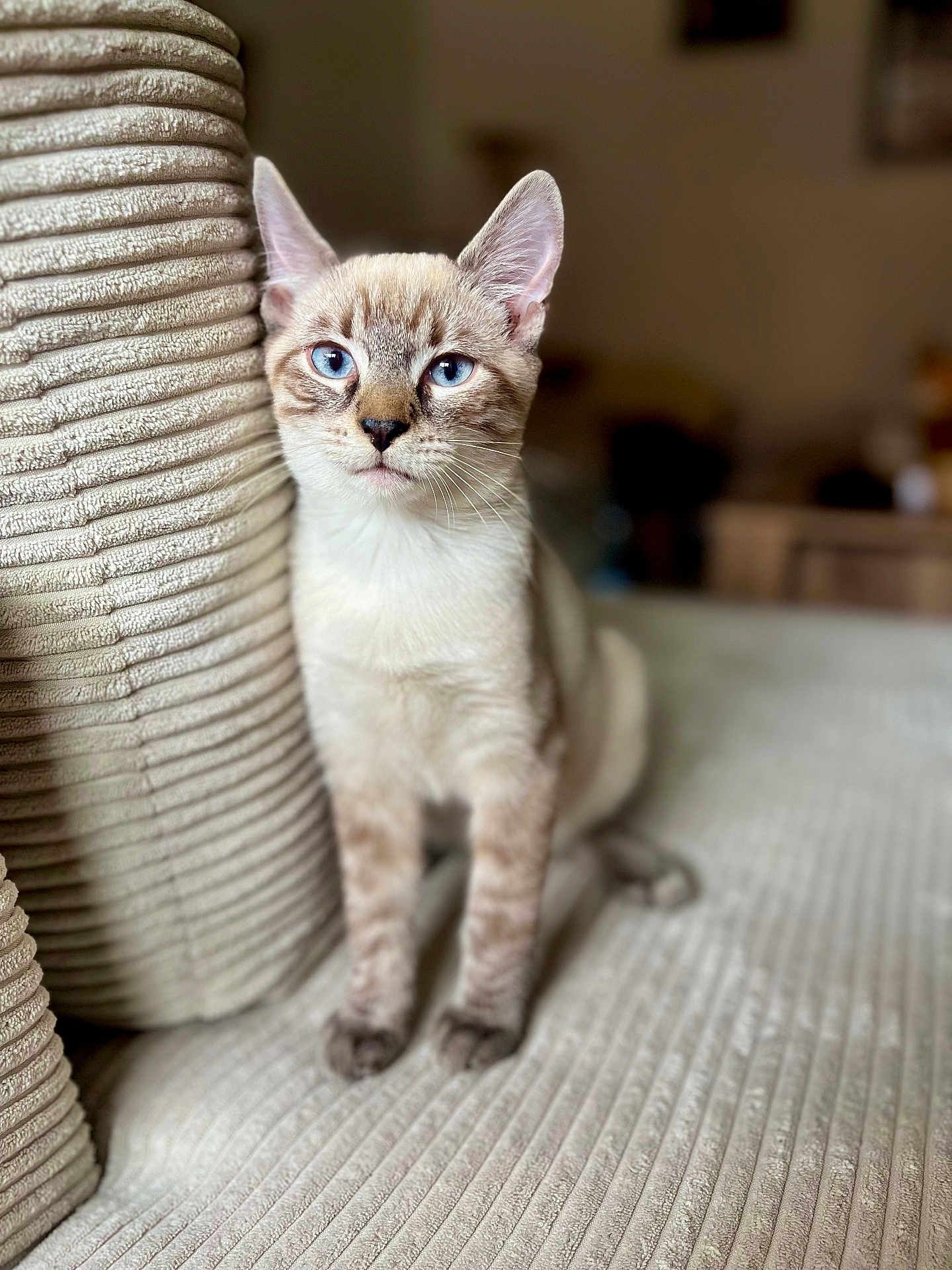 Snow participe au concours pour gagner de l'argent avec cette photo : cat, blue_eyes, indoor, couch, beige, texture, pet, animal, fur, sitting, portrait, whiskers, ears, closeup, soft_light, feline, cozy, domestic, relaxed, home